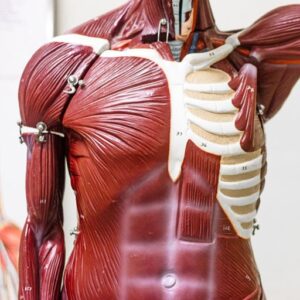 Skeleton with muscles and connective tissue for anatomy class