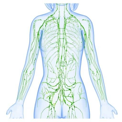 Lymphatic Drainage - Advanced Training - Ecole Setsuko